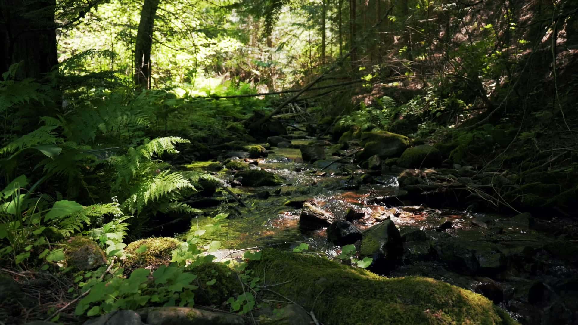 The Kleen Vision site hero, a forest creek in dappled light